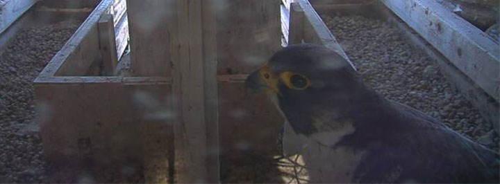 Falcon-Cam-Mini-Banner-BO