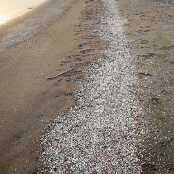 lake-mussel-shells