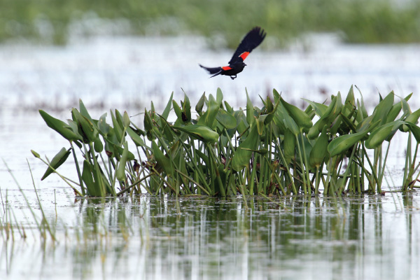 lake-pickerelweed