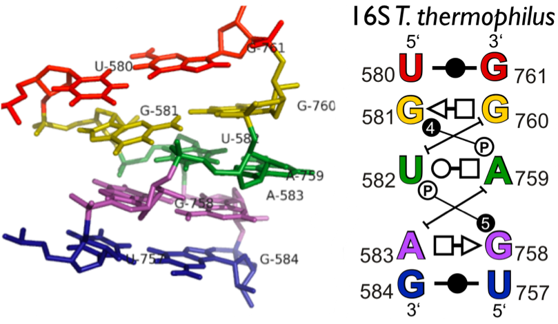 3D coordinates of RNA internal loop, with basepair interaction diagram