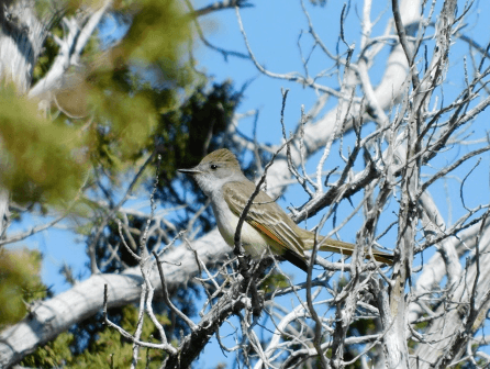 Ashthroated-Flycatcher