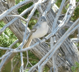 Grey-Vireo