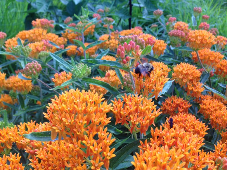 bee-on-flowers-777x583