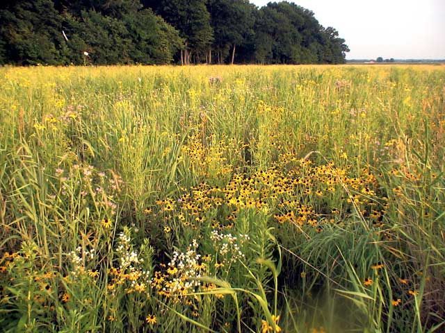 prairie-field