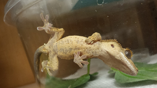 crested gecko Brianna Moore 7