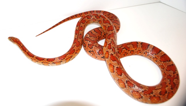 Corn Snake