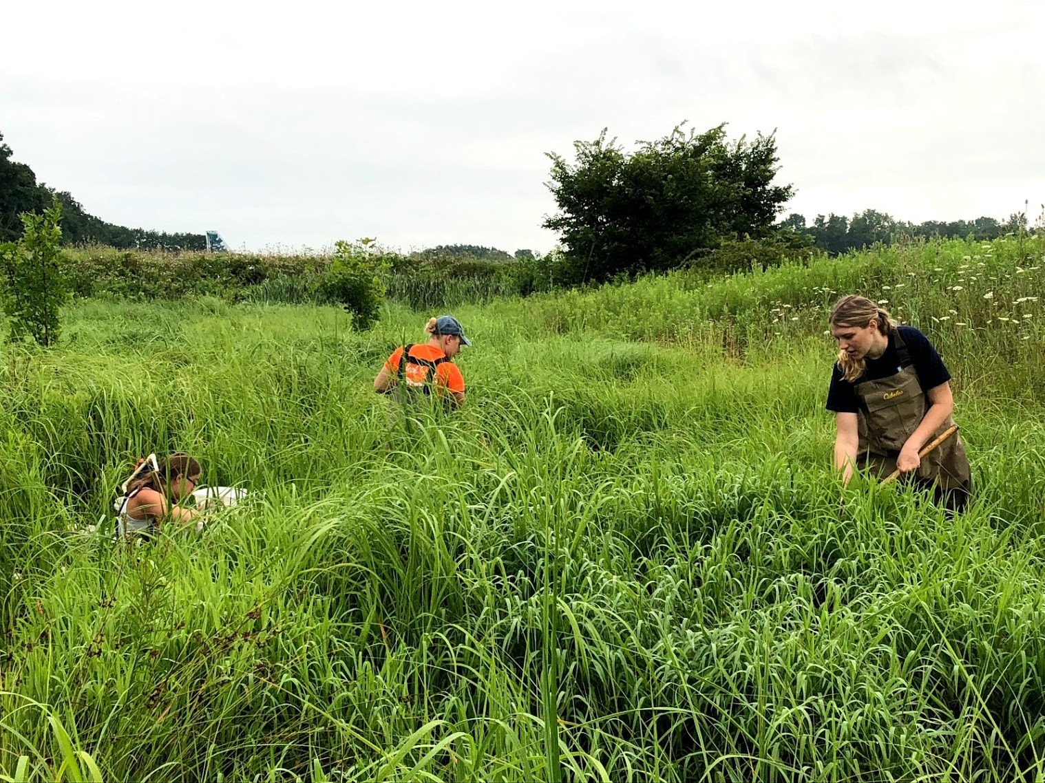 Prarie-Grass-Research