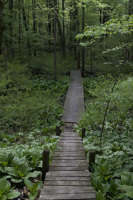 Oak-Openings-Boardwalk