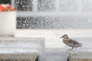 The Administration Building fountain attracts all kinds of campus visitors.