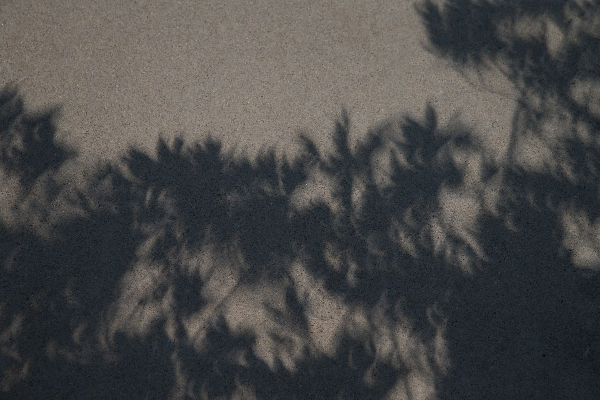 solar eclipse displayed in shadow through trees 