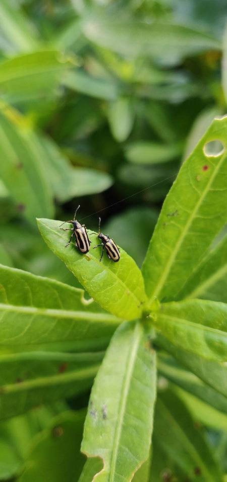 Chelsea-Bohaty-Alligatorweed-Flea-Beetles