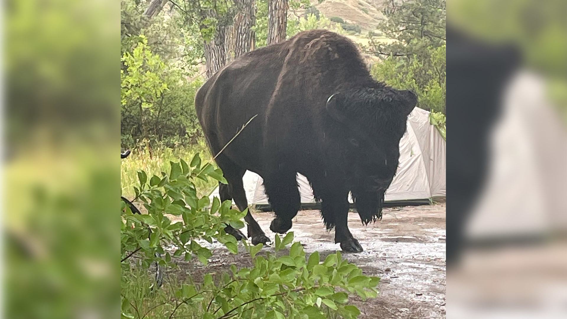 bison