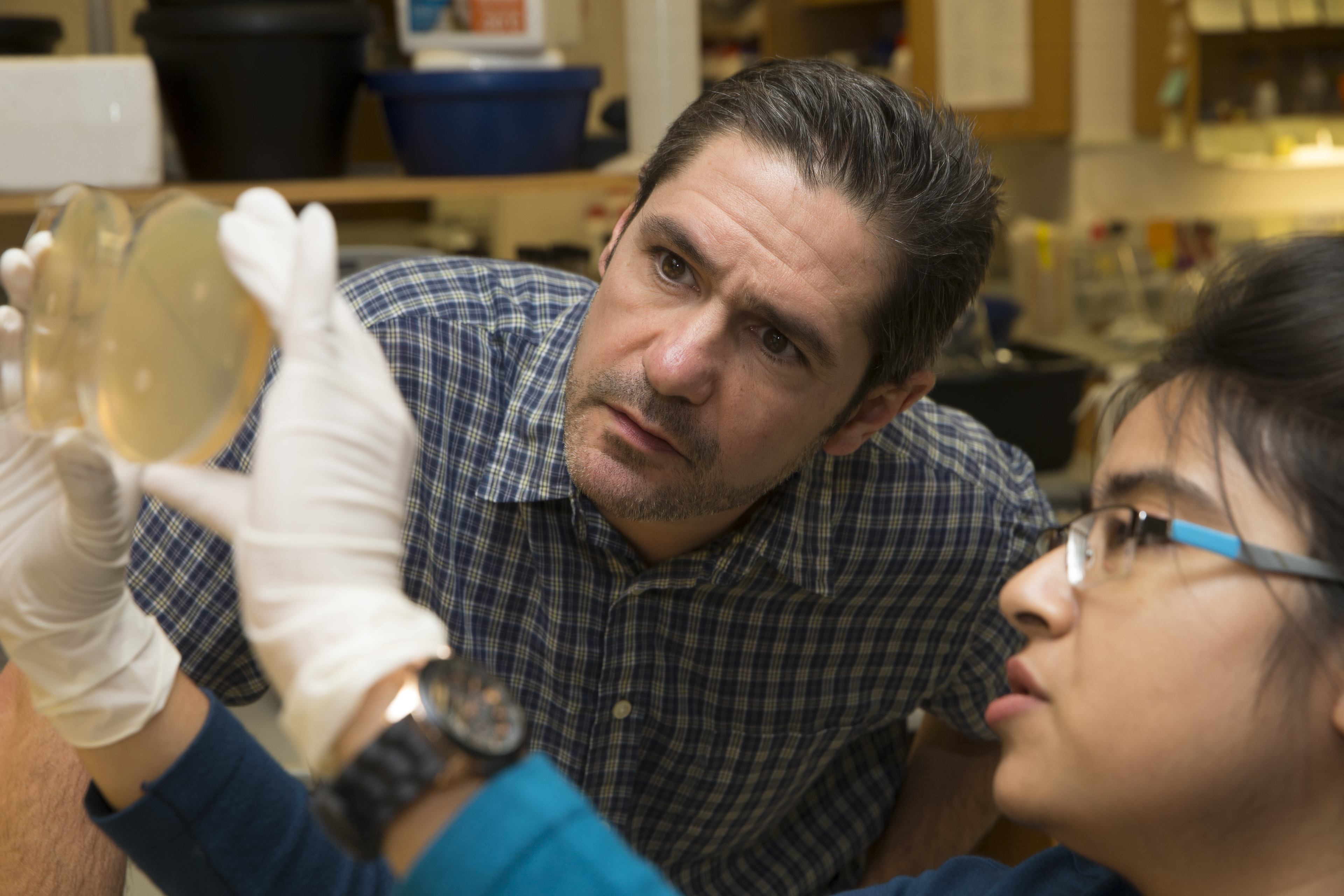 Dr. Hans Wildschutte and a former Bowling Green State University doctoral student examine antibiotic-producing bacteria in Wildschutte's lab.