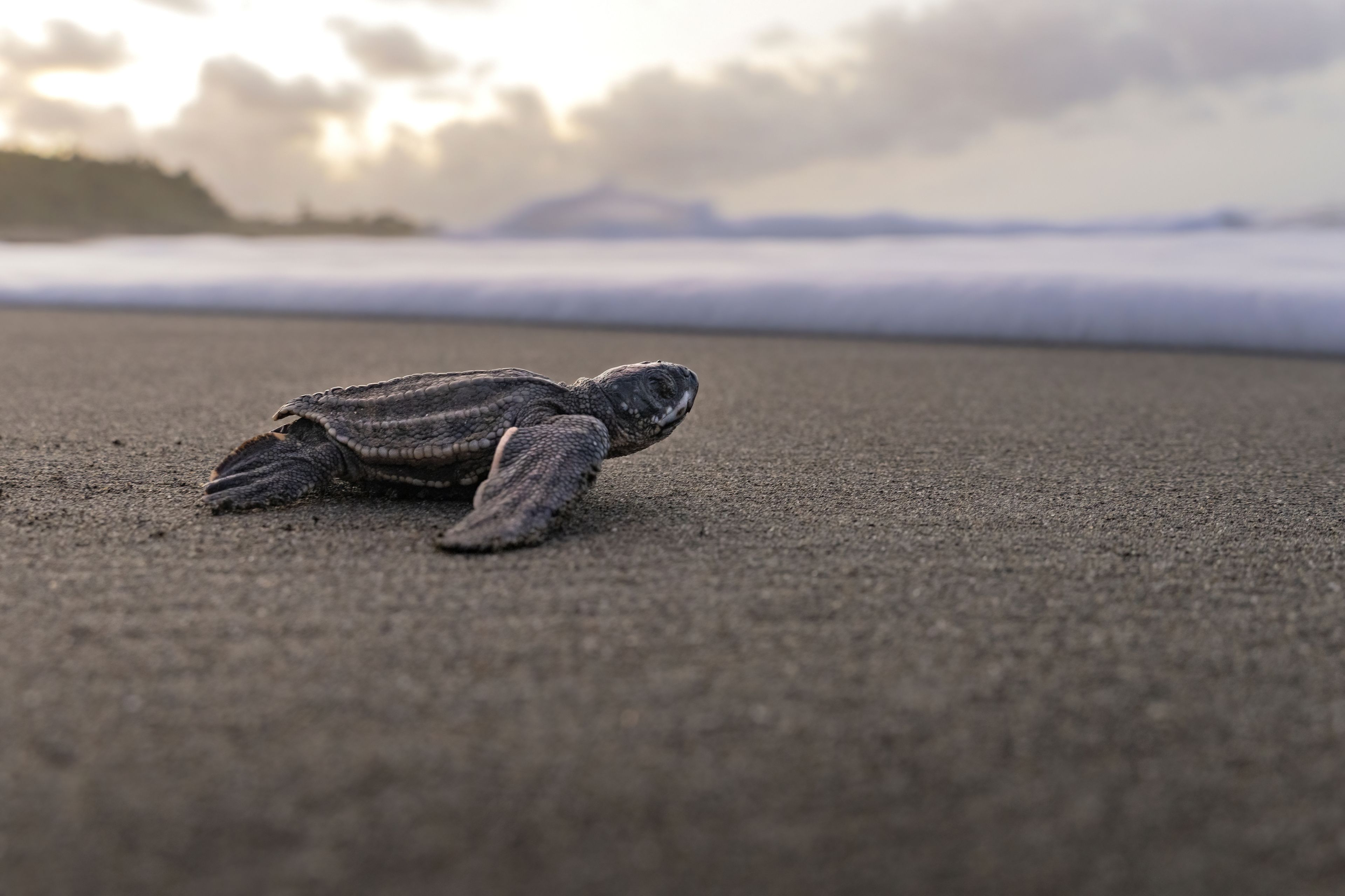 Turtle on a beach