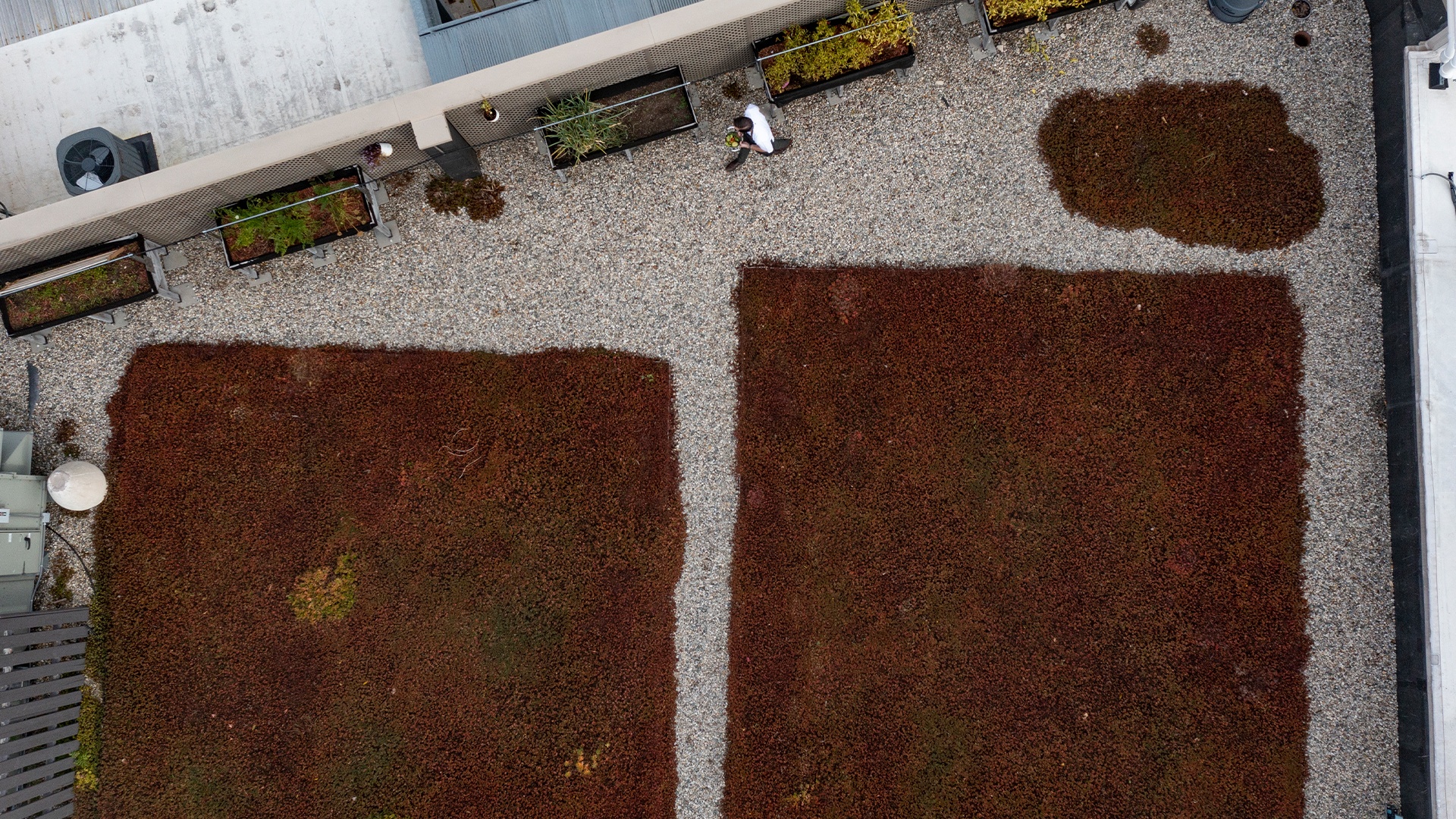 The green roof at The Oaks.