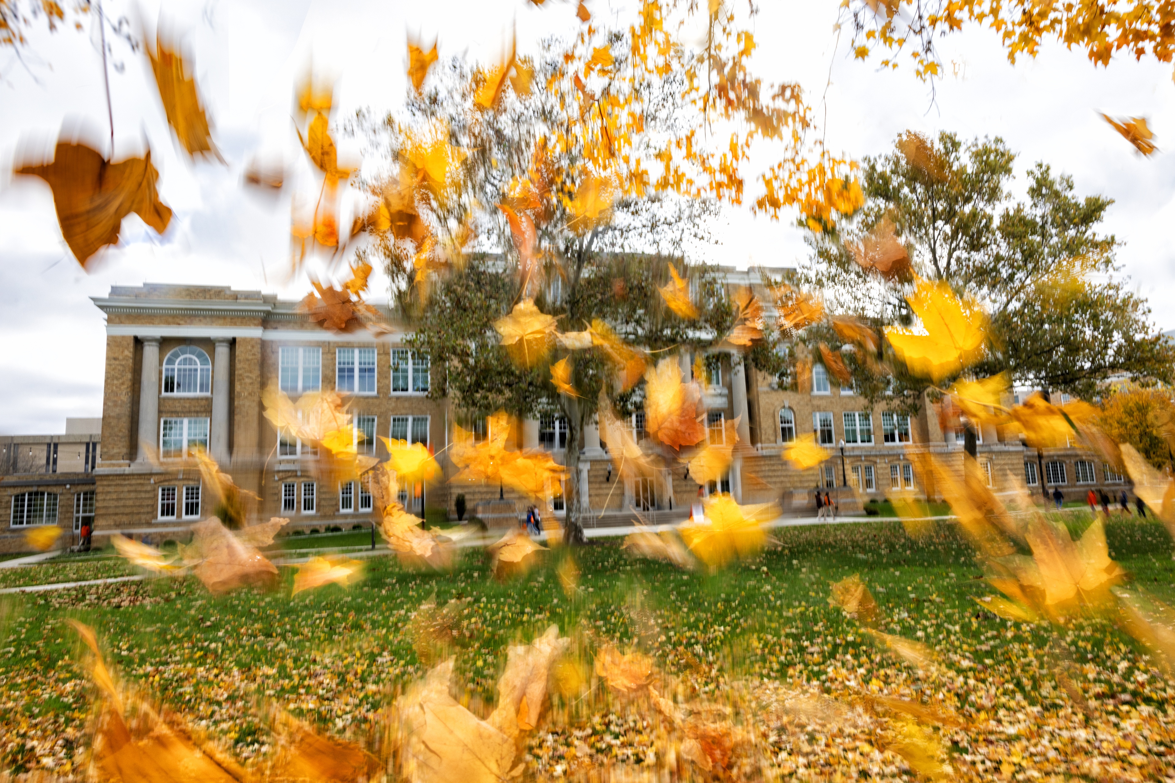 Yellow maple leaves are pictured falling from a tree in front of University Hall