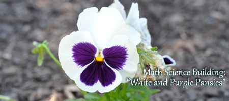 white and pruple pansies