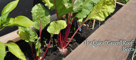 The-Oaks-Green-Roof-Beets