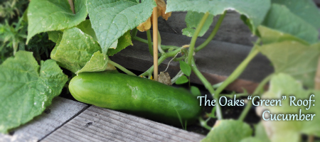 The-Oaks-Green-Roof-Cucumber