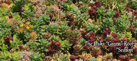 The-Oaks-Green-Roof-Sedum