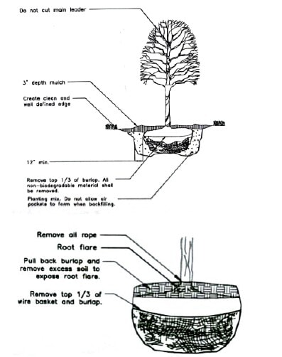 Cross-section diagram of proper tree planting showing mulch depth, a clean planting edge, removal of burlap, rope, and wire basket, exposed root flare, and correct backfilling without air pockets. The diagram also notes not to cut the main leader.