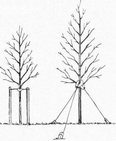 Illustration comparing two young trees, one supported with two vertical stakes and ties, and the other supported with three angled guy wires tied to ground anchors for stability.