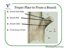 Diagram titled “Proper Place to Prune a Branch” showing the branch bark ridge and branch collar, with the correct pruning cut along the A–B line and incorrect cut positions labeled as “No.”