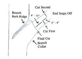 Illustration of the three-cut pruning method showing the first undercut, the second cut farther out to remove the branch, and the final cut made at the branch collar near the branch bark ridge.