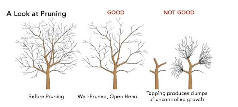 Comparison image titled “A Look at Pruning” showing a tree before pruning, a well-pruned tree with an open head labeled “Good,” and an improperly topped tree labeled “Not Good” with dense, uncontrolled branch growth.