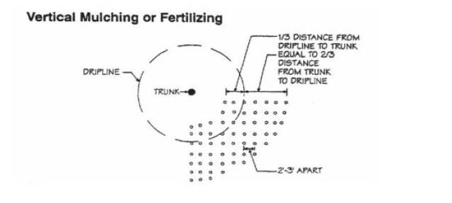 Top-down diagram titled “Vertical Mulching or Fertilizing” showing holes spaced two to three feet apart between the tree trunk and the dripline, with placement equal to one-third the distance from trunk to dripline.