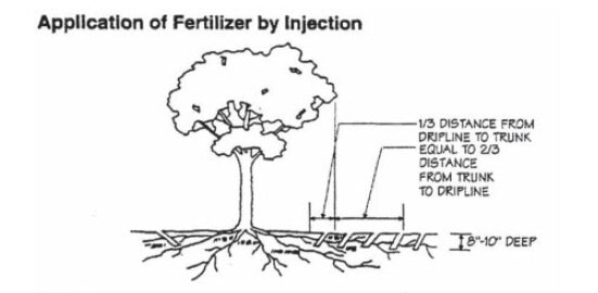 Diagram titled “Application of Fertilizer by Injection” showing fertilizer injected into the soil around the tree’s root zone, placed one-third of the distance from the trunk toward the dripline at a depth of eight to ten inches.