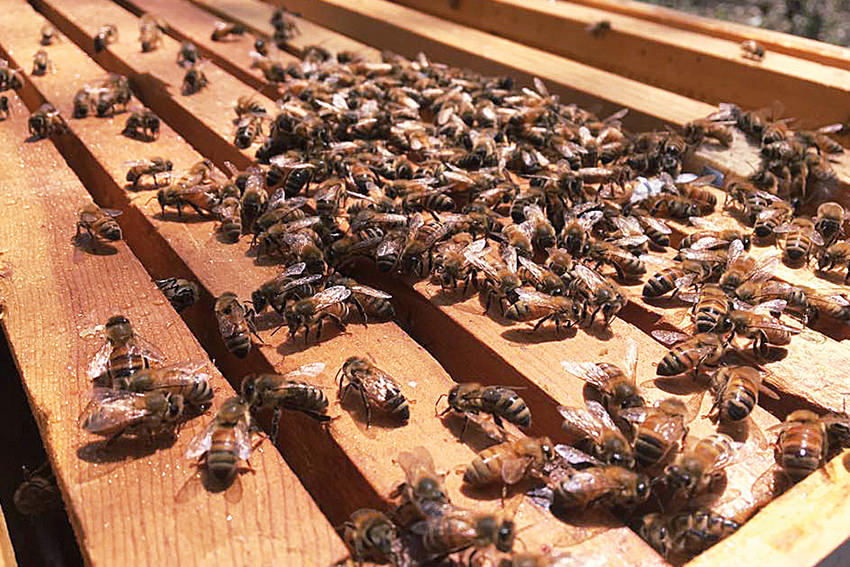 Bees-On-Wood
