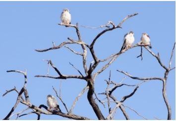 Photo of birds perched on branches of a dead tree