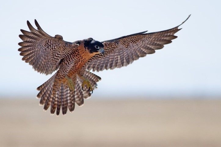 Photo of a falcon in flight