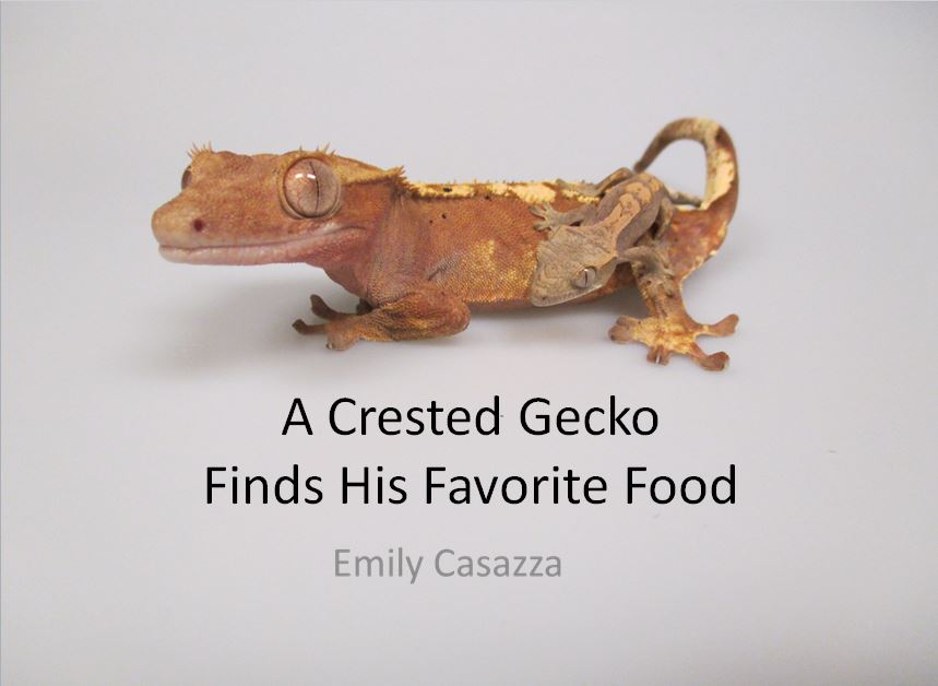 A Crested Gecko Finds His Favorite Food