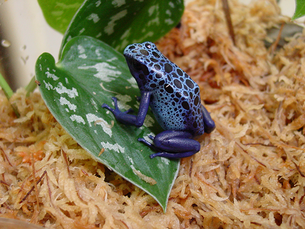 blue poison frog 1