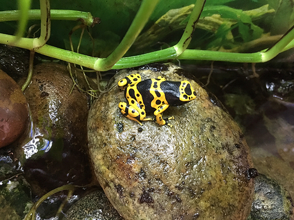 Yellow and Black Poison Frog