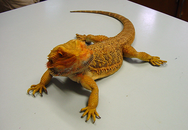 Husbandry Handbook: Inland Bearded Dragon - Pogona vitticeps