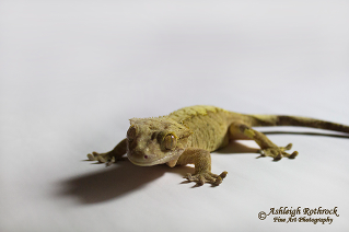 crested gecko Ashleigh Rothrock 2