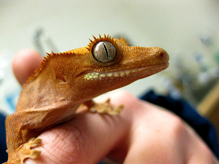 crested gecko Brianna Moore 4