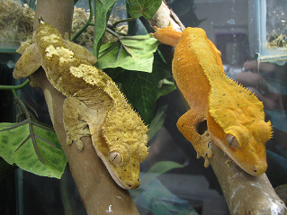 crested geckos pair