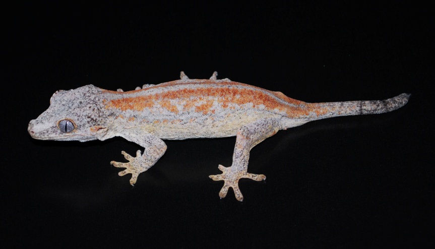New Caledonian Gargoyle Gecko