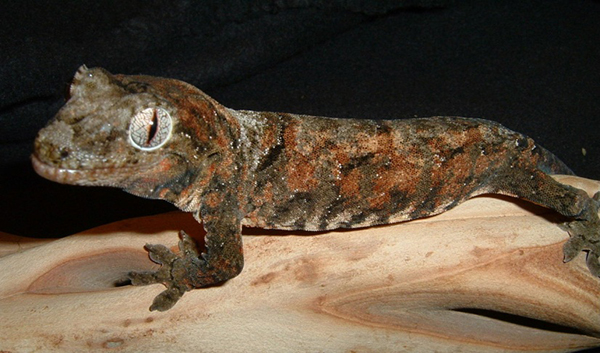 New Caledonian Mossy Prehensile-tailed Gecko