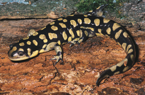 eastern tiger salamander 1