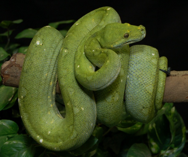 green tree python Neal Cropper 1