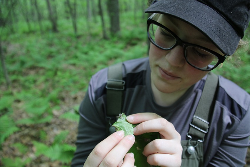 biology student inspects an insect on a leaf