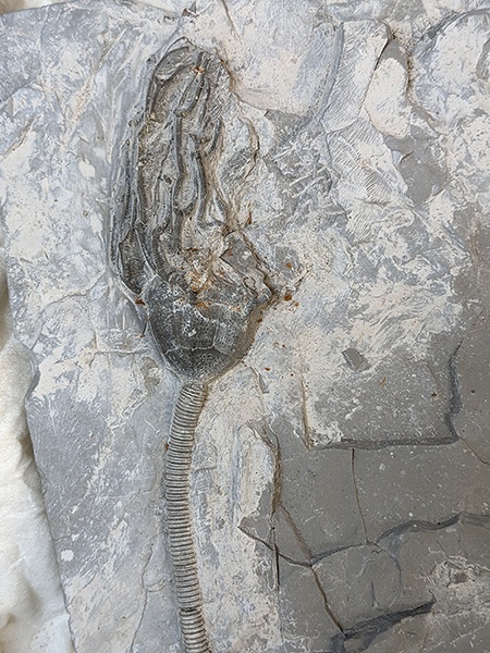 Photo of Devonian crinoid fossil Arthracantha from Silica Shale, Sylvania, Ohio