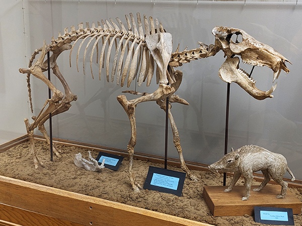Photo of mounted skeleton of the extinct Ice Age peccary Platygonus compressus