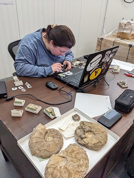 Photo of BGSU graduate student Kaylee Walty examining fossil cephalopods at the National Museum of Natural History