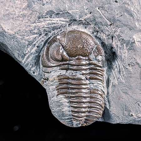 Photo of the fossil trilobite Eldredgeops from Sylvania, Ohio